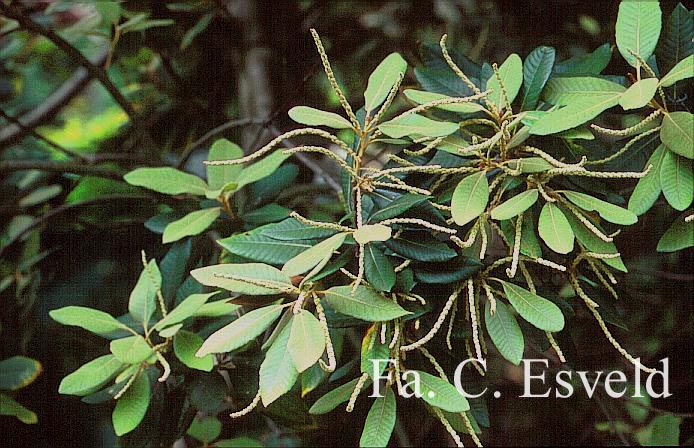 Lithocarpus densiflorus