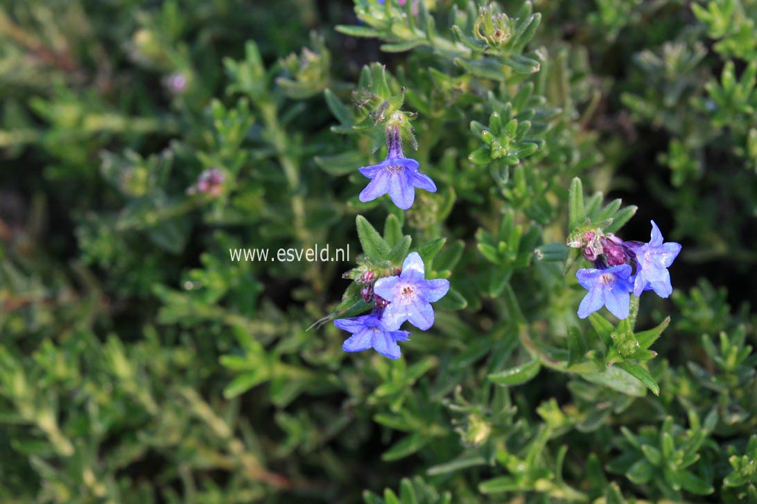 Lithodora diffusa 'Grace Ward'