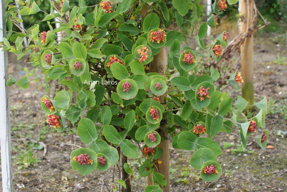Lonicera 'Ptit Globe' (FIRECRACKER)