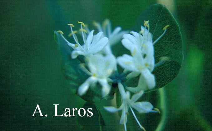 Lonicera albiflora