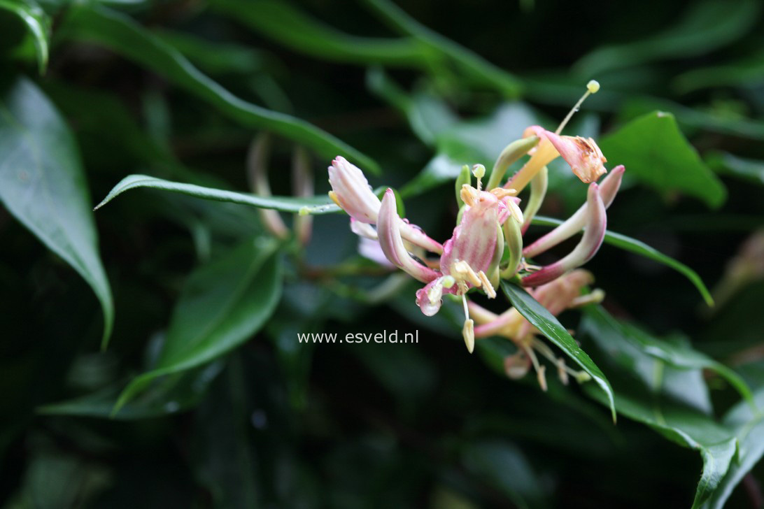 Lonicera alseuosmoides