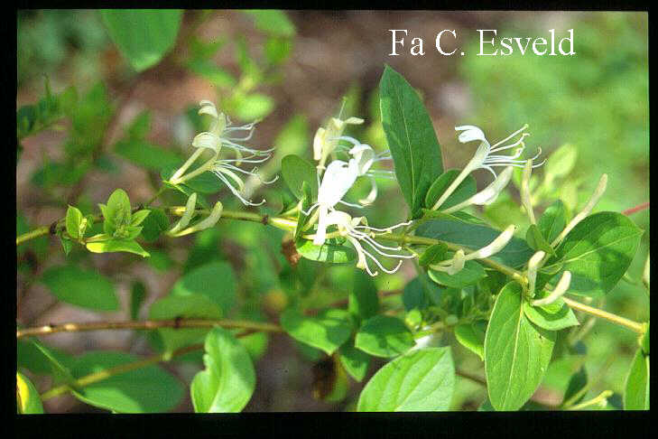 Lonicera biflora