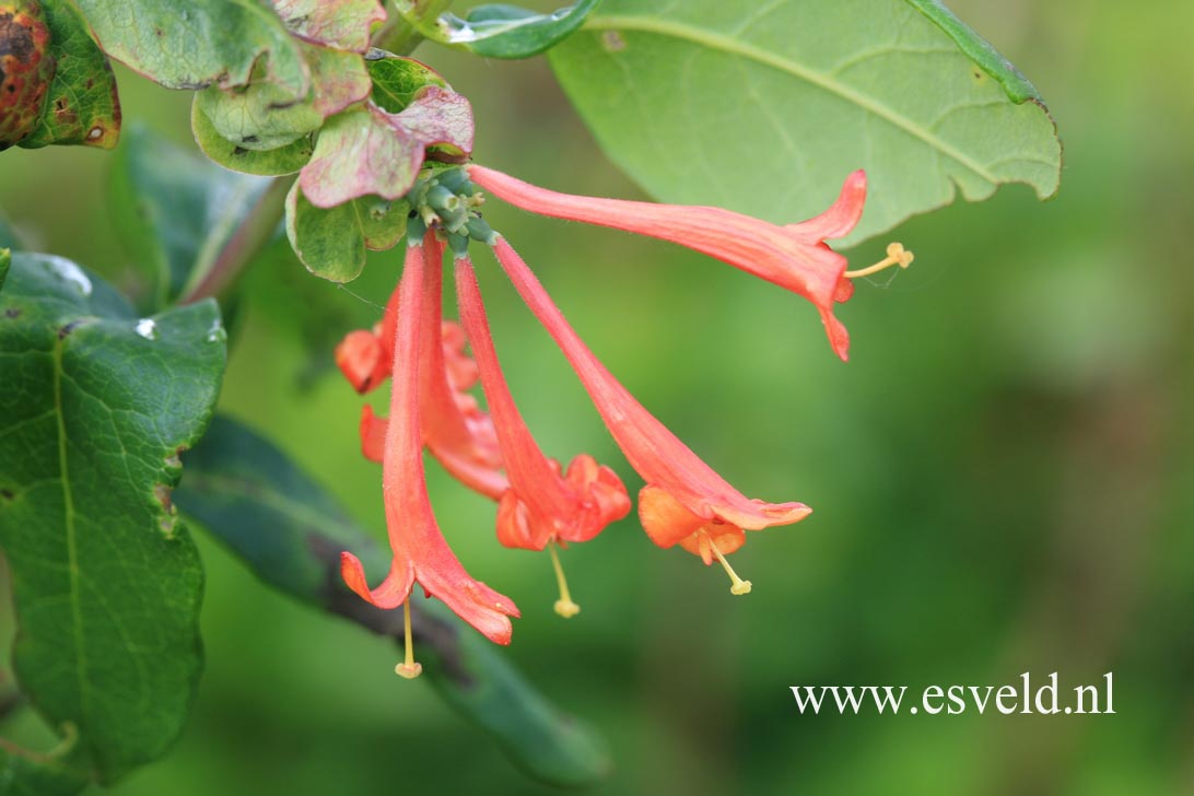 Lonicera brownii 'Fuchsioides'