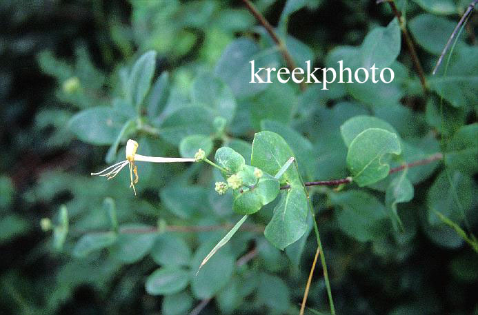 Lonicera caerulea