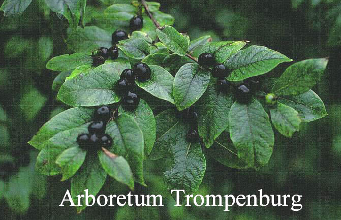 Lonicera caucasica