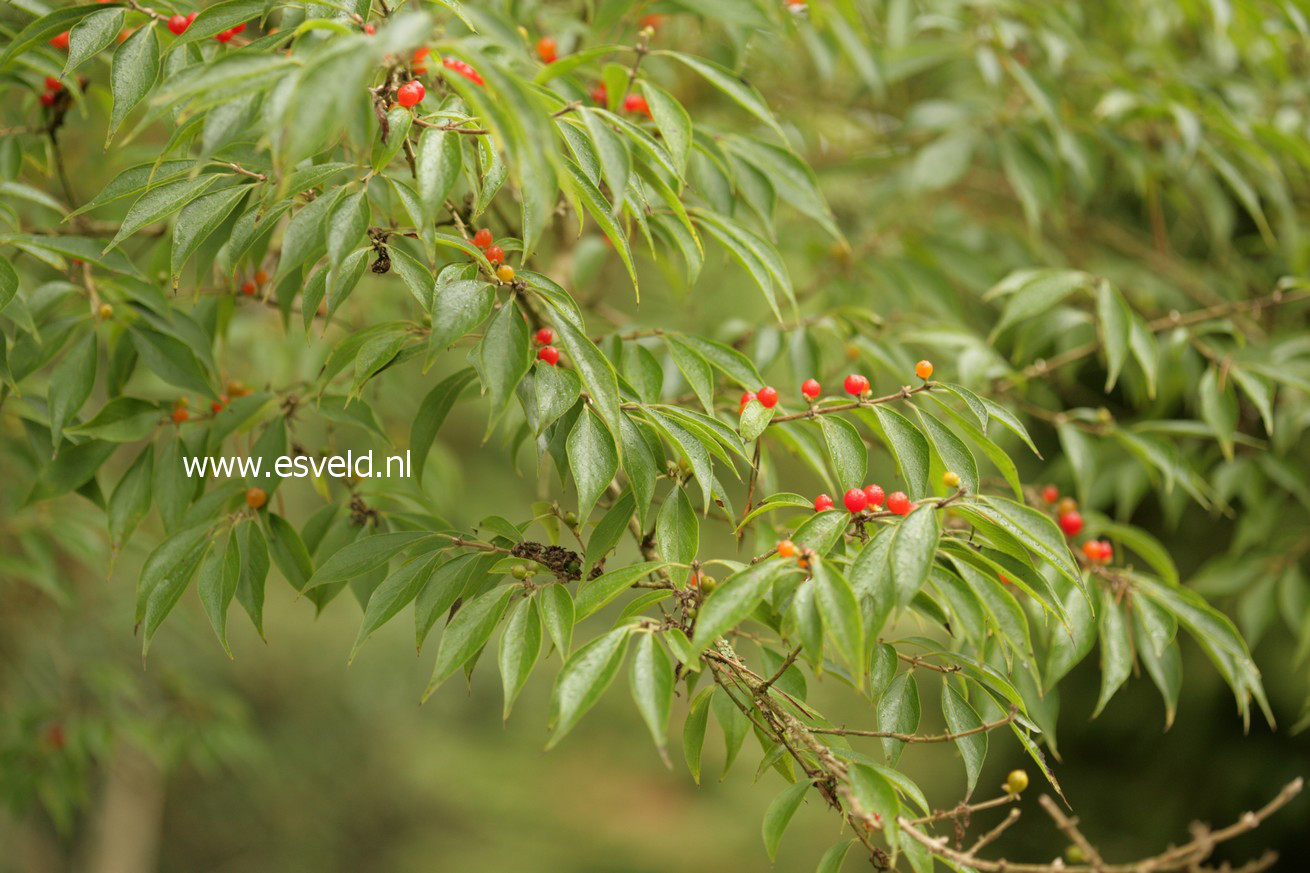 Lonicera deflexicalyx