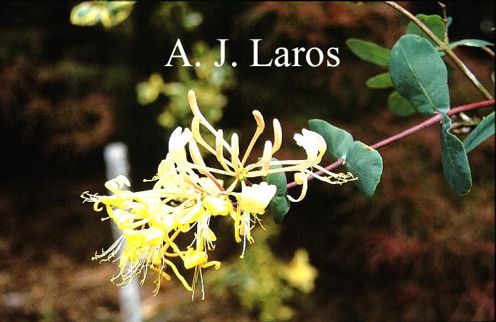 Lonicera etrusca 'Michael Rosse'