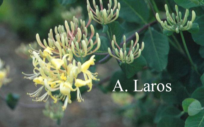 Lonicera etrusca var. pubescens