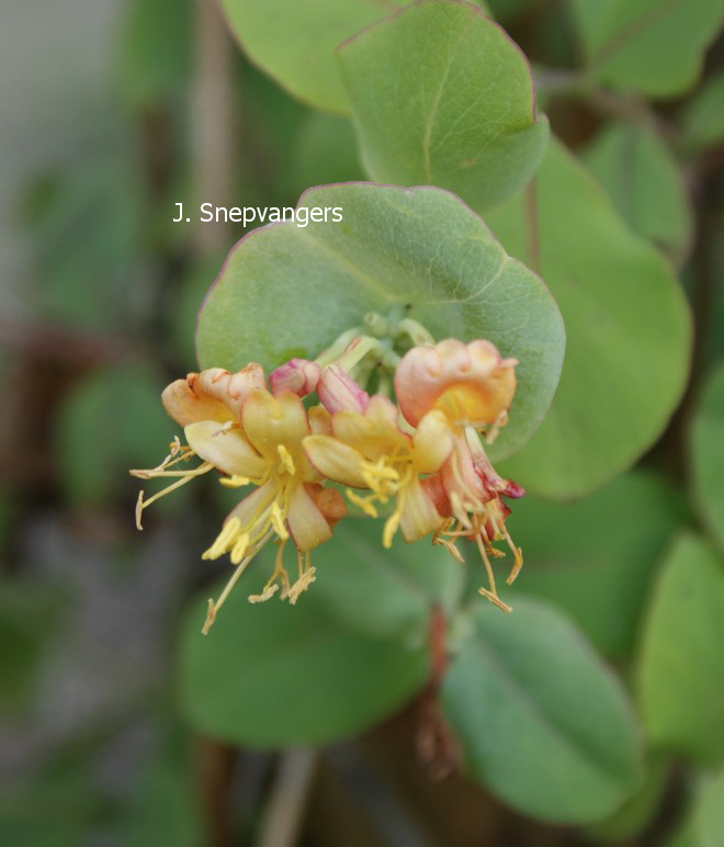 Lonicera flava