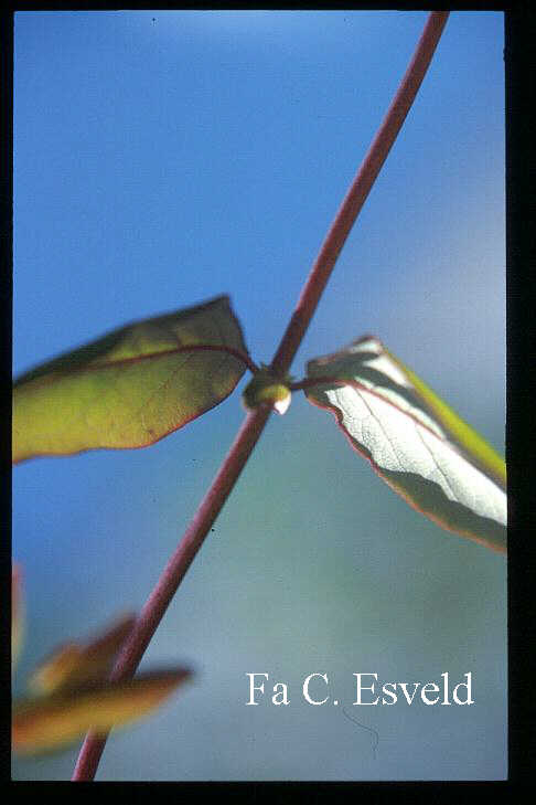 Lonicera hispidula
