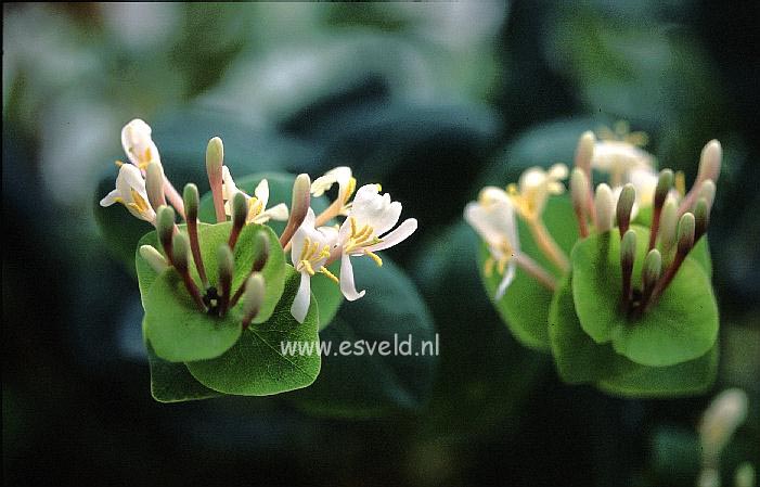 Lonicera implexa var. balearica