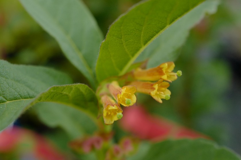 Lonicera involucrata ledebourii