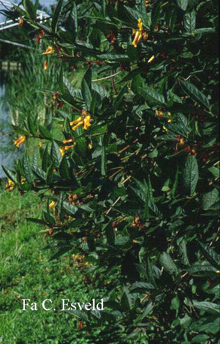 Lonicera involucrata serotina