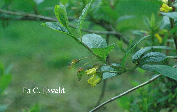 Lonicera involucrata