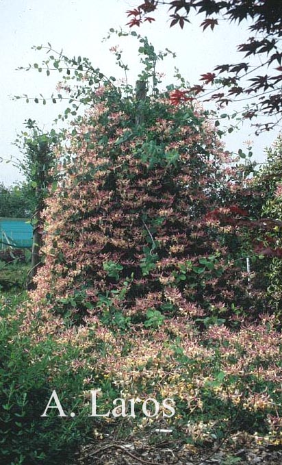 Lonicera italica 'Atrosanguinea'