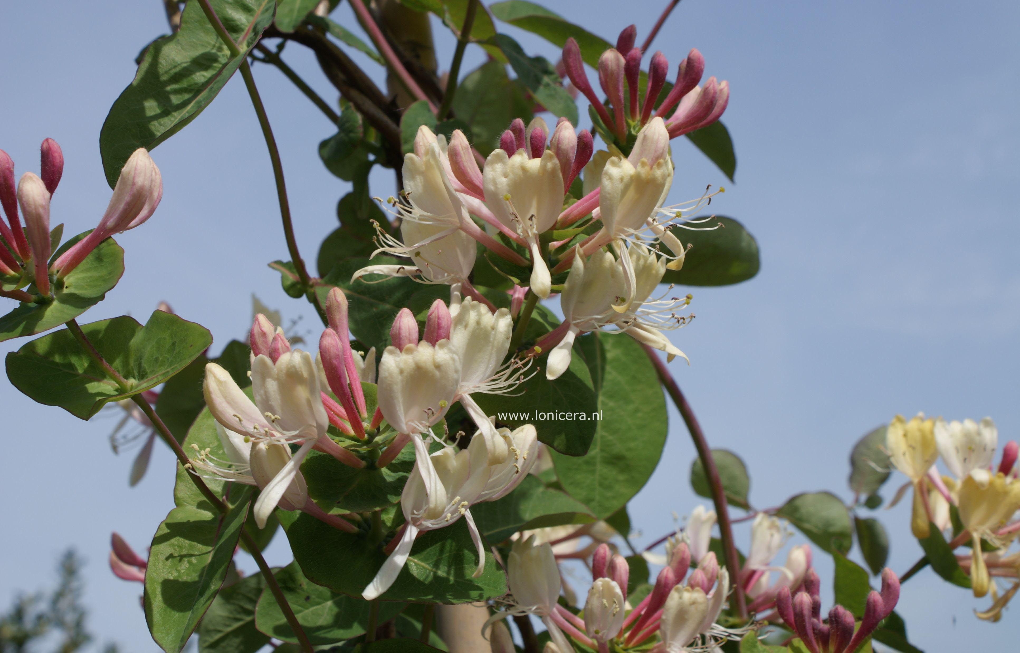 Lonicera italica