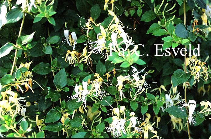 Lonicera japonica 'Cream Cascade'