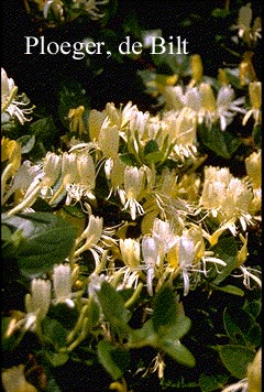 Lonicera japonica 'Halliana'