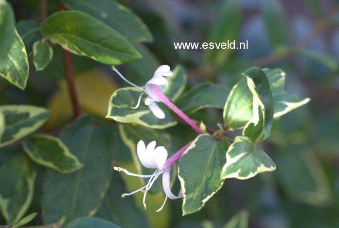 Lonicera japonica 'Maskerade'