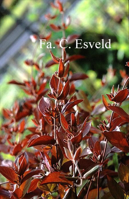 Lonicera japonica 'Purple Queen'