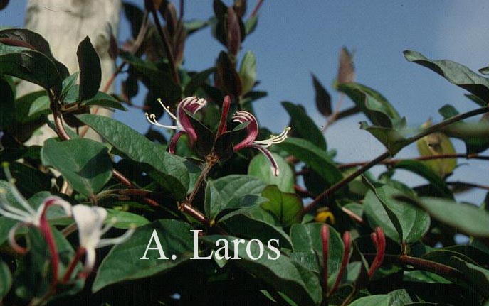 Lonicera japonica 'Purpurea'