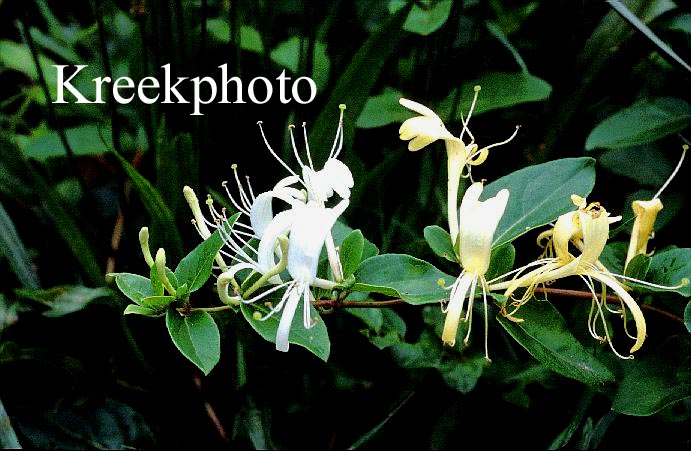 Lonicera japonica