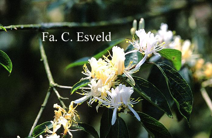 Lonicera maackii podocarpa
