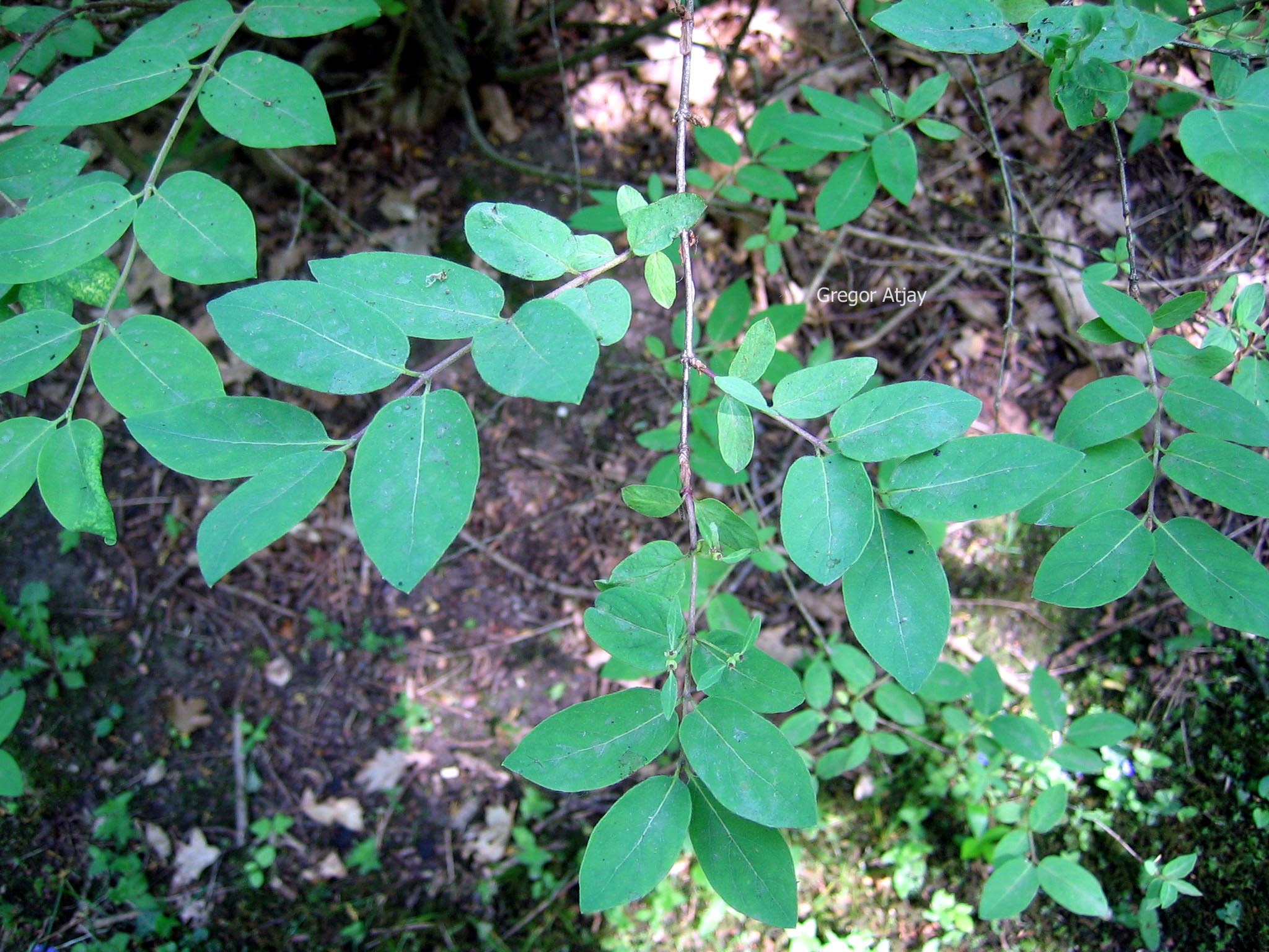 Lonicera morrowii