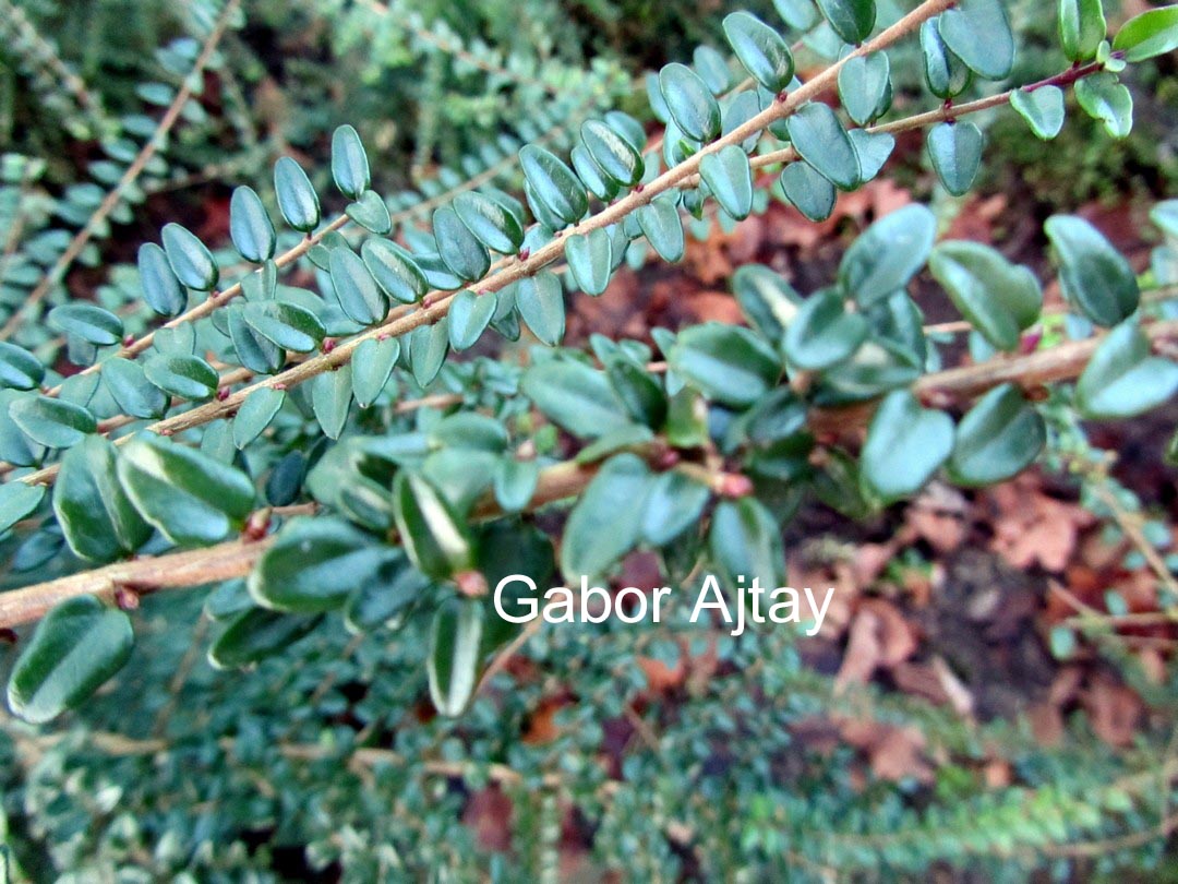 Lonicera nitida 'Ernest Wilson'