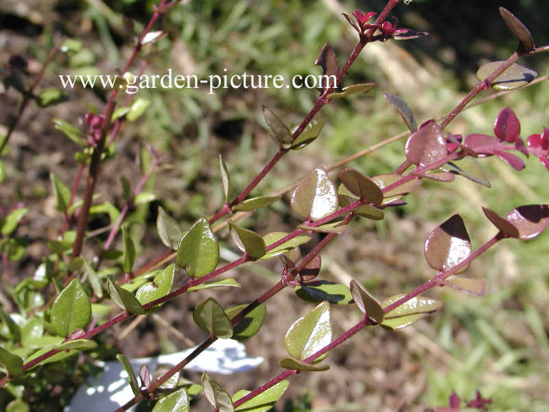 Lonicera nitida 'Red Tips'