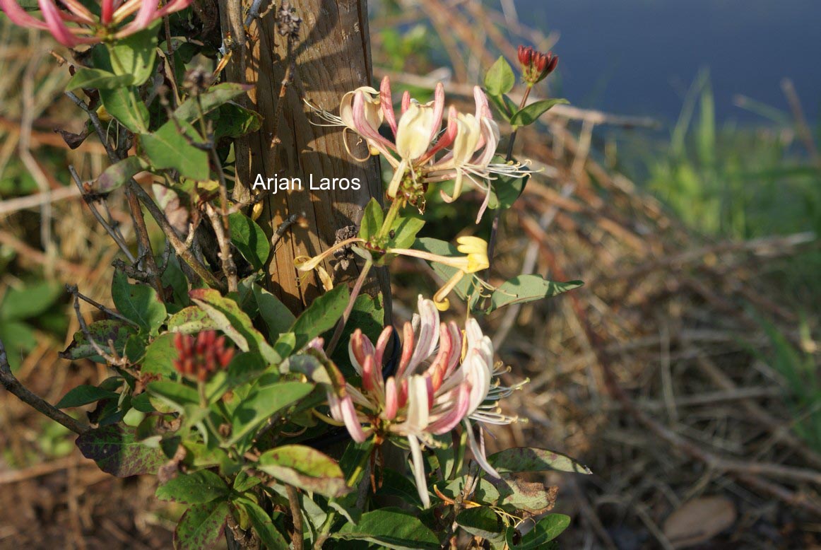 Lonicera periclymenum 'Heaven Scent'