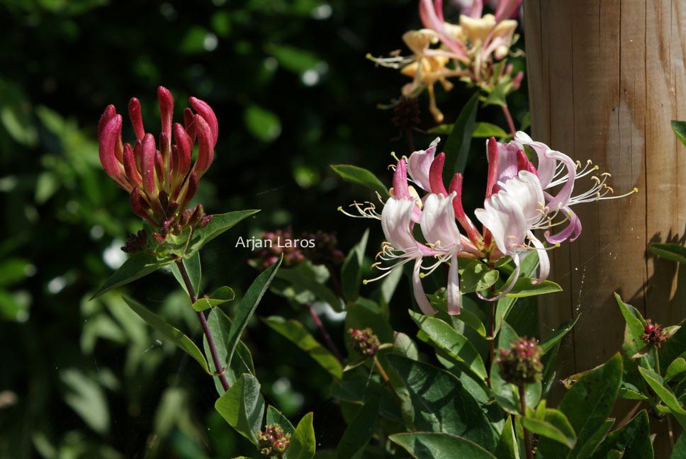 Lonicera periclymenum 'Inov 71' (CAPRILIA CREAM)