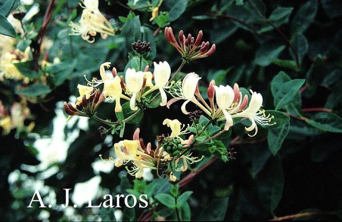 Lonicera periclymenum 'La Gasnerie'
