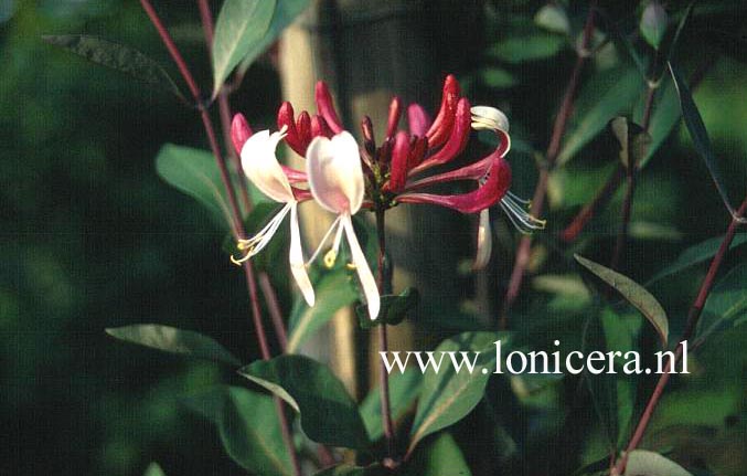 Lonicera periclymenum 'Red Gables'