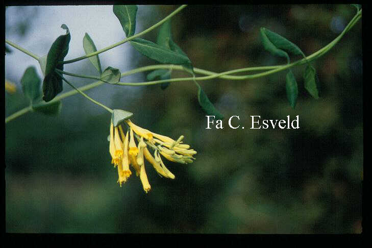 Lonicera sempervirens 'John Clayton'