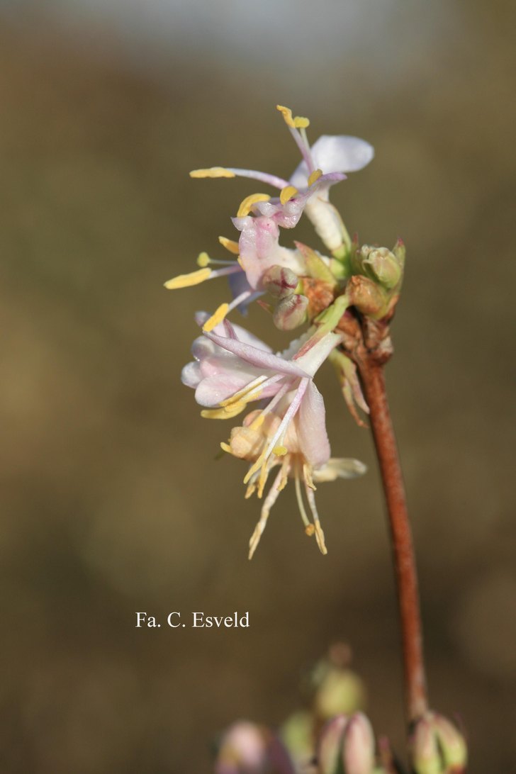 Lonicera standishii lanceolata