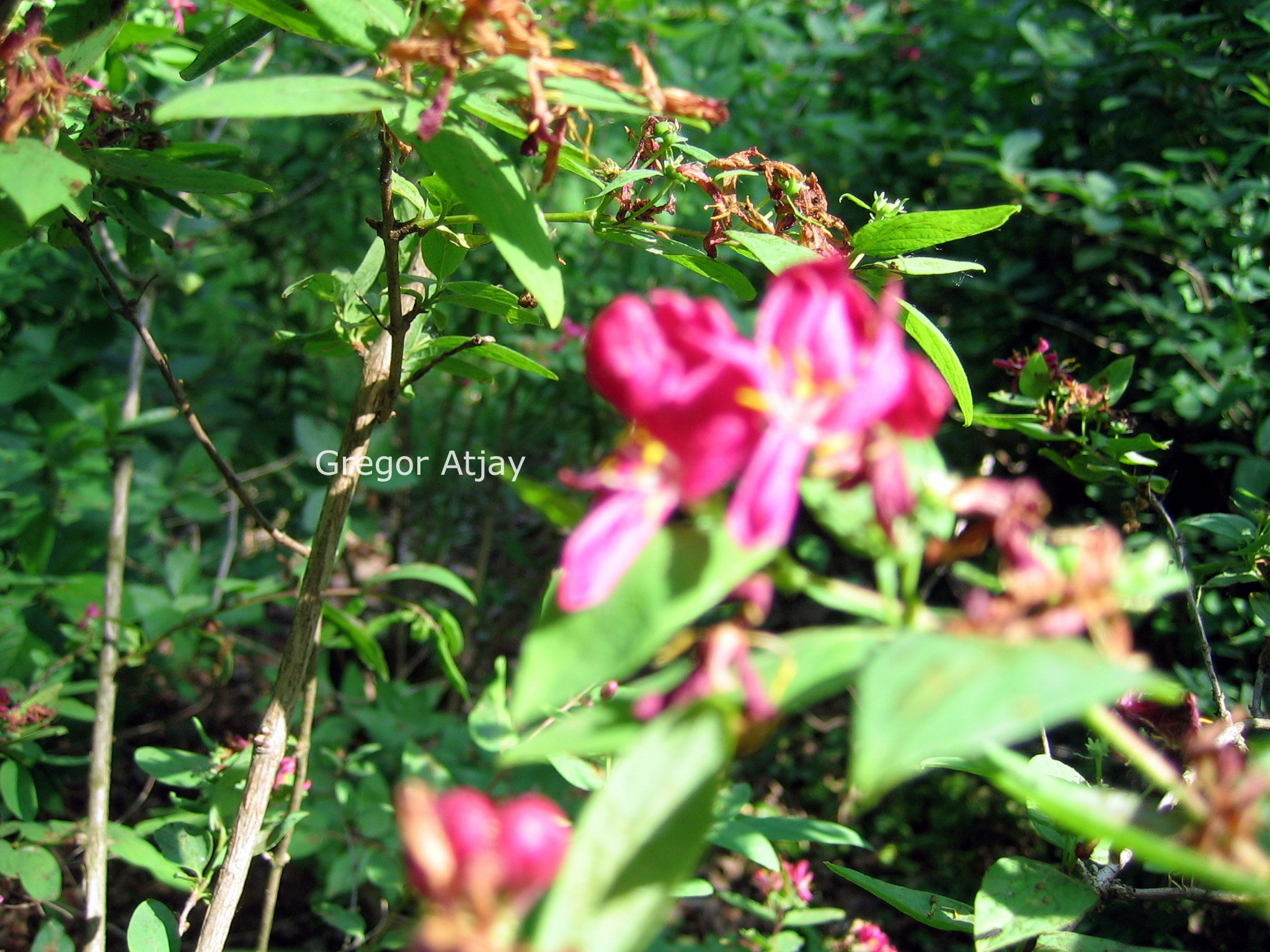 Lonicera tatarica 'Arnold Red'