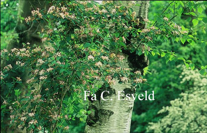 Lonicera tatarica 'Hack's Red'