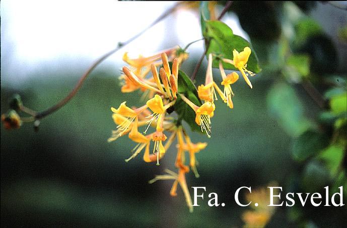 Lonicera tellmanniana 'Joan Sayers'