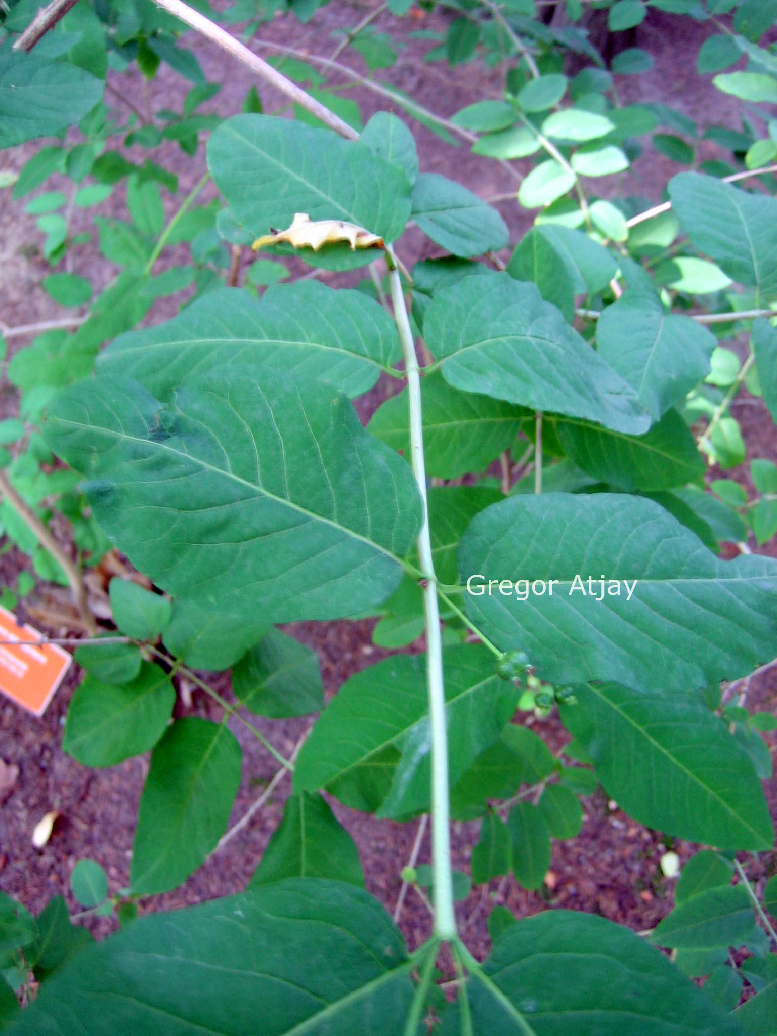 Lonicera tolmatchevii