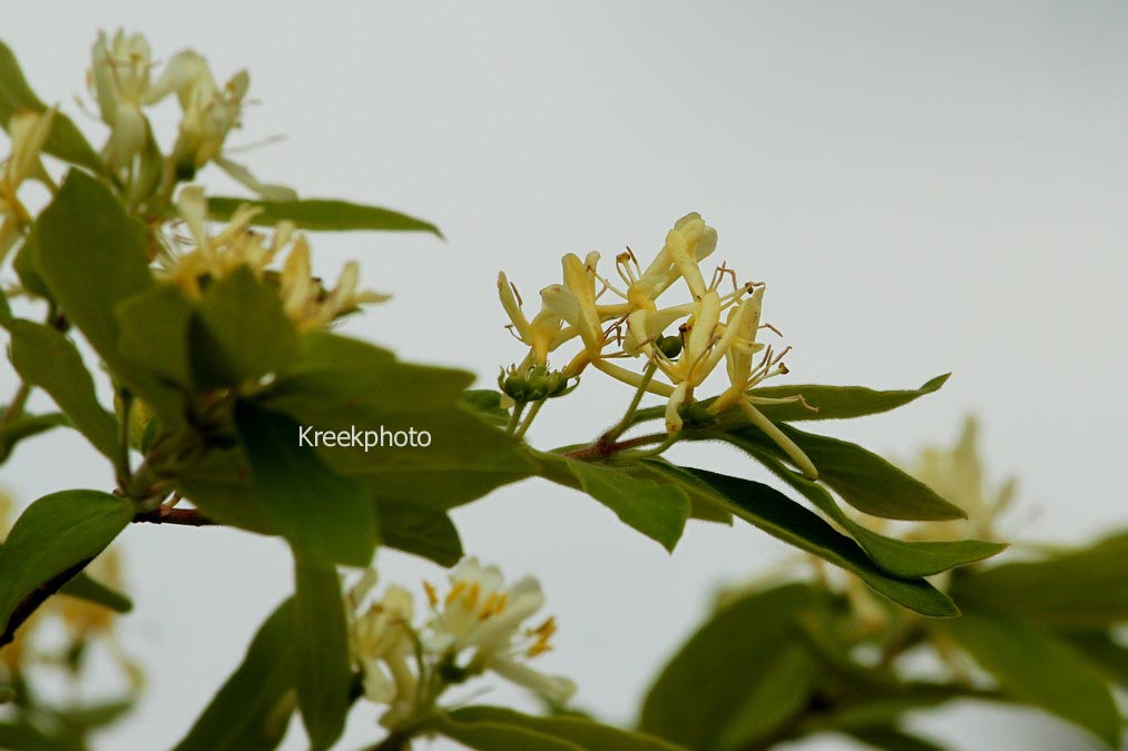 Lonicera vidalii