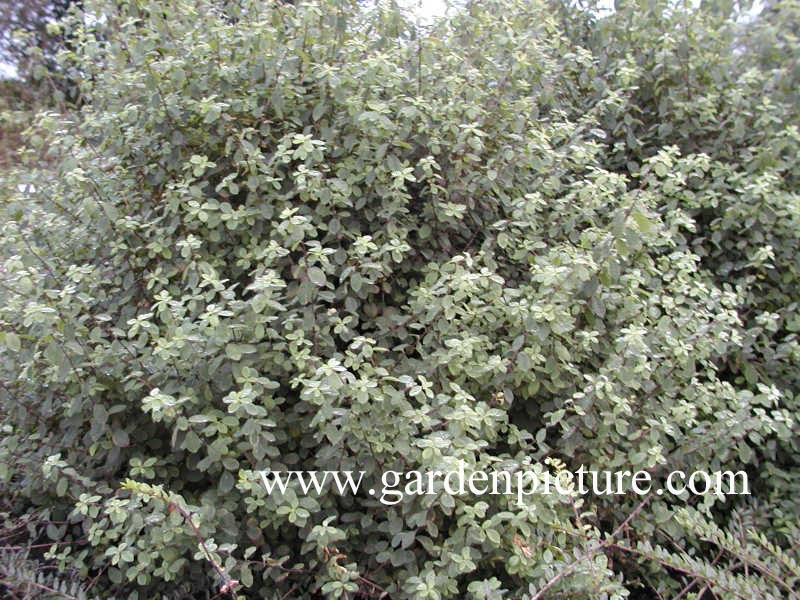 Lonicera xylosteum 'Clavey's Dwarf'