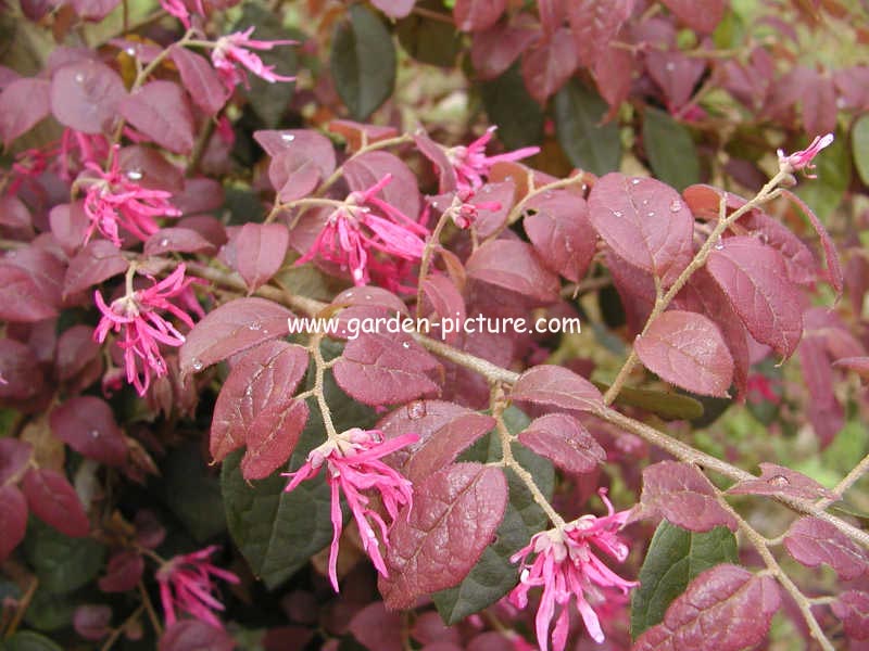 Loropetalum chinense f. rubrum