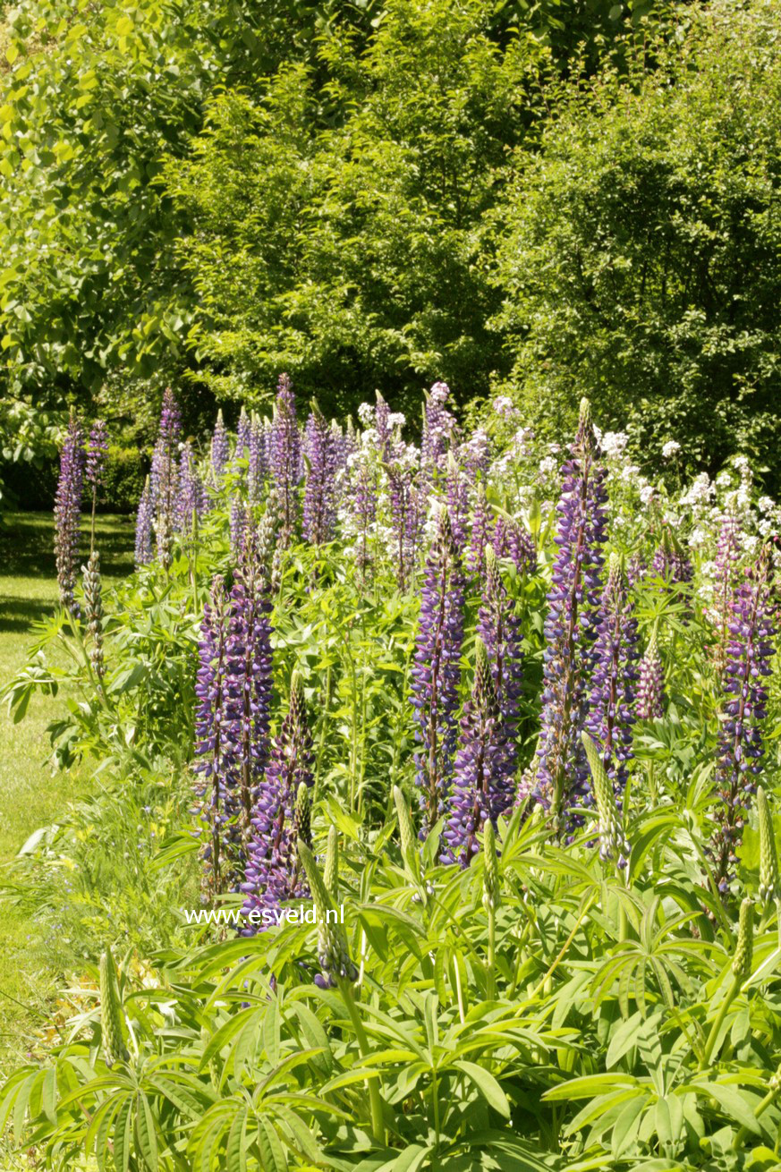 Lupinus 'Camelot Blue'