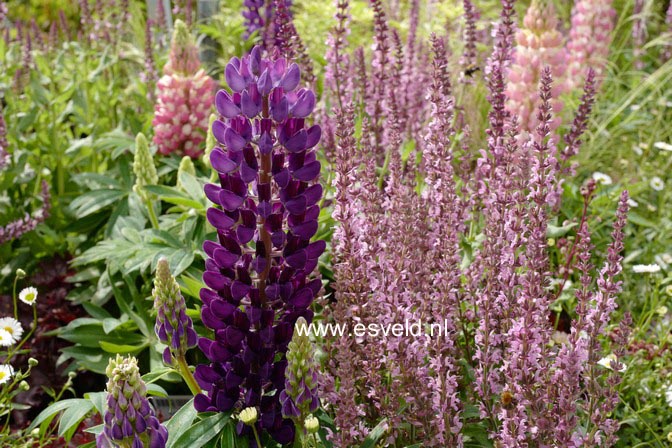 Lupinus 'Gallery Blue'