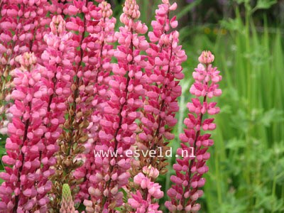 Lupinus 'Gallery Red'