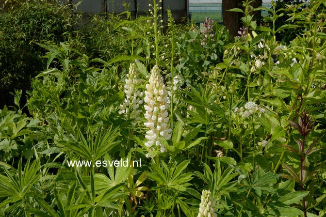 Lupinus 'Gallery White'
