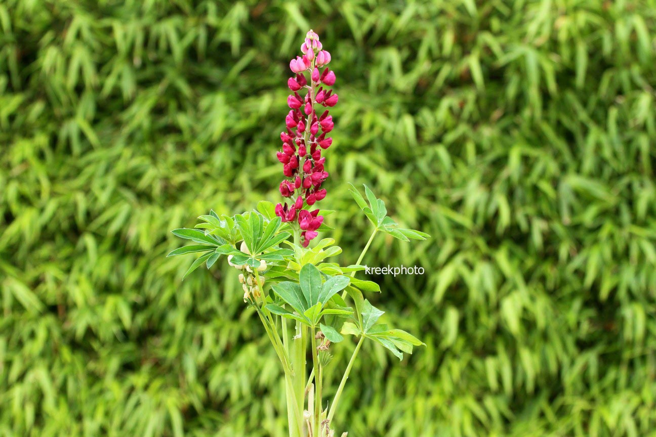 Lupinus 'Minarette'