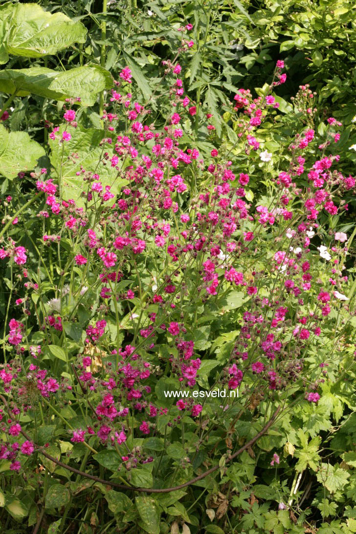 Lychnis viscaria 'Plena'