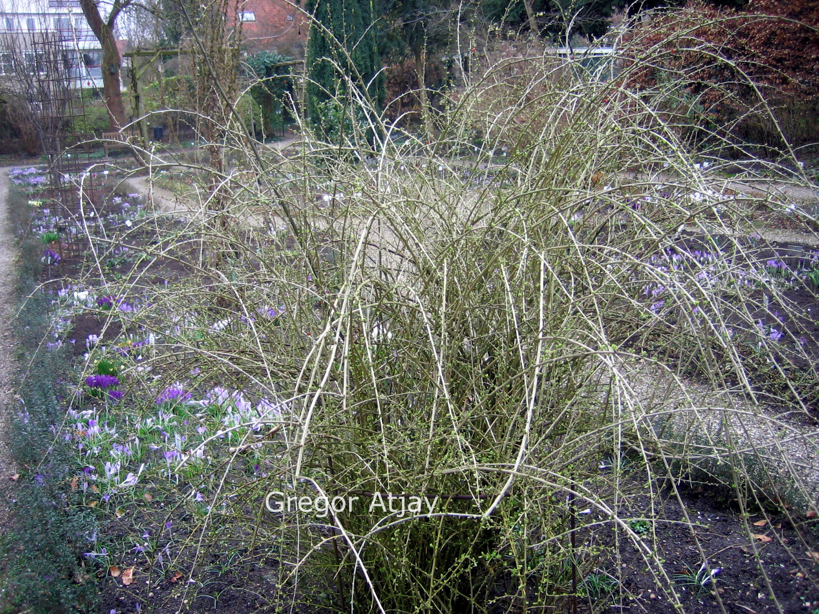 Lycium chinense (L. rhombifolium)